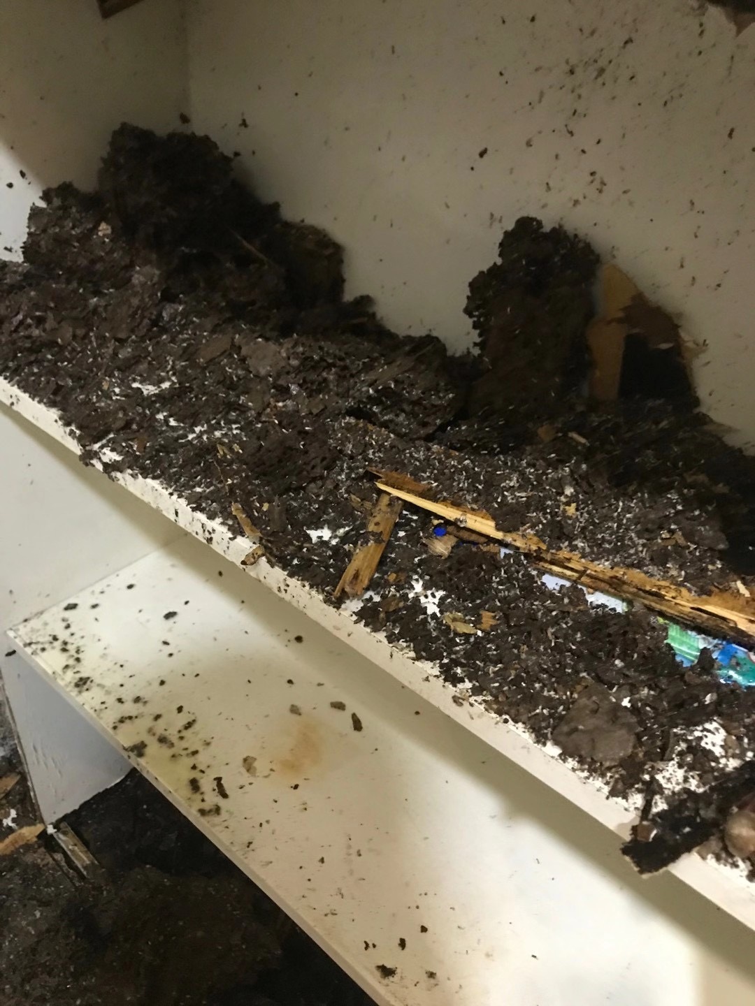 这两天在中山市飞进家里的就是白蚁，请预防